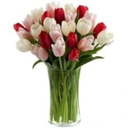 Bouquet of red, white, and pink tulips in a clear glass vase