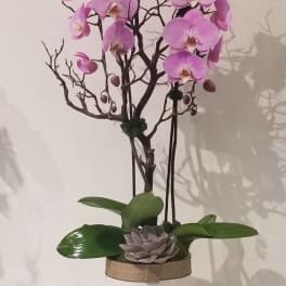 Pink orchid arrangement in a white pot with a succulent accent