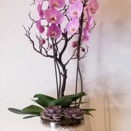 Pink orchids in a white pot with purple succulents
