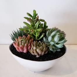Succulent arrangement in a white bowl planter