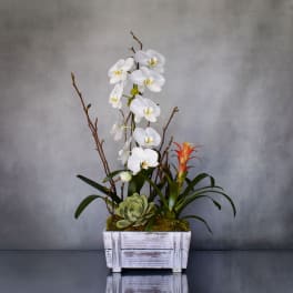 White orchids and a succulent in a white wooden planter