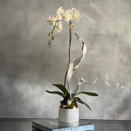White orchid in a white pot with gold trim on stacked books