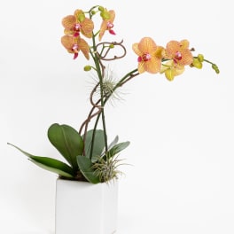 Potted orchid arrangement with yellow and pink blooms in a white planter
