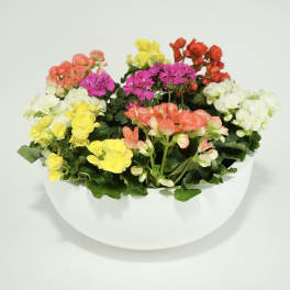 Colorful potted flowering plant in a white bowl planter