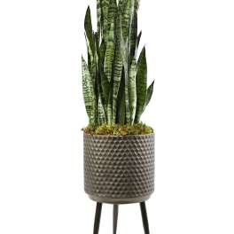 Tall snake plant in a textured metal planter on a stand
