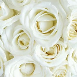 Close-up of white roses filling the frame
