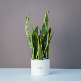 Potted snake plant in a white cylindrical planter
