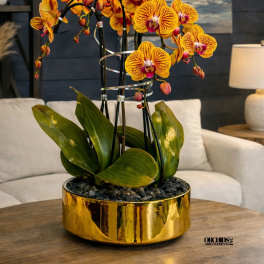 Peach Phalaenopsis Orchid – Executive Gift