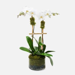 Classic 2-Stem Phalaenopsis (glass)