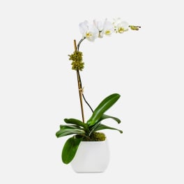 Classic 1 stem Phalaenopsis