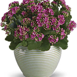 Pink flowering plant in a striped ceramic pot