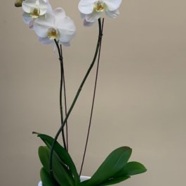 White orchid plant in a white pot