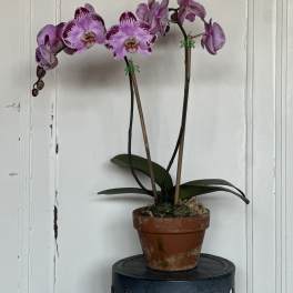 Double Blooming Orchid