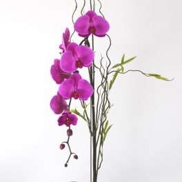 Tall magenta orchid plant in a white pot