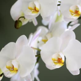 White orchid blooms with yellow centers on a soft green background