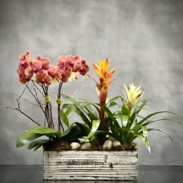 Orchid and bromeliad arrangement in a white wooden planter