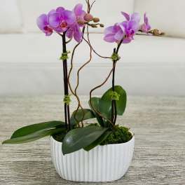 Purple orchids in a white planter with moss