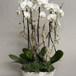 White phalaenopsis orchids with succulents in a distressed white ceramic bowl.