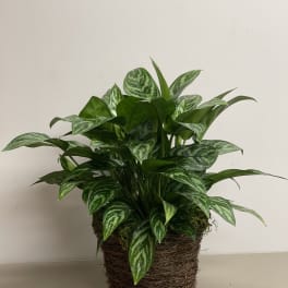 Potted variegated green houseplant in a brown woven basket-style container