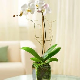 White orchid plant in a square glass vase with moss