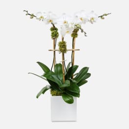Classic 3-Stem Phalaenopsis (ceramic)