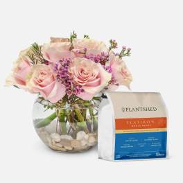 Make Me Blush + PlantShed Coffee [Flatiron - Whole Beans]