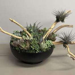 Low black bowl of mixed succulents and air plants with curved driftwood accents