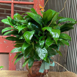 Potted green houseplant in a brown decorative container with a butterfly pick