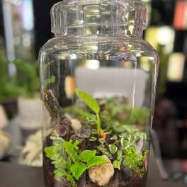 Glass Terrarium Garden — Fern & Nerve Plant Indoor Mini Garden