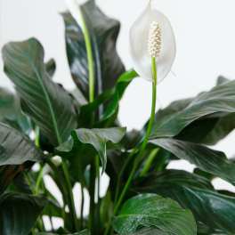 Spath Peace Lily