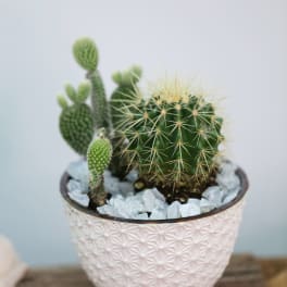 Potted cactus arrangement in a textured white planter with pale stones