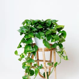Golden Pothos