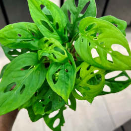 Monstera Adansonii - Swiss Cheese