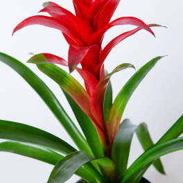 Bromeliad