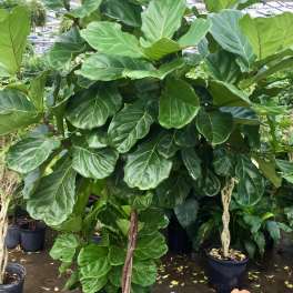 Fiddle Leaf Fig Tree — Designer Interior Plant