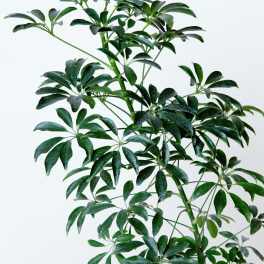 Schefflera - Umbrella Plant