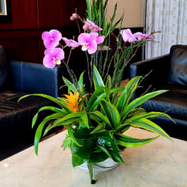 Pink orchids in a white bowl with green foliage and an orange bloom
