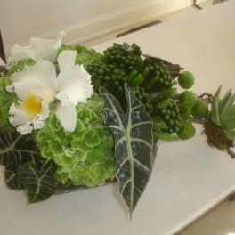 Green floral arrangement with white orchids and succulents in a low container