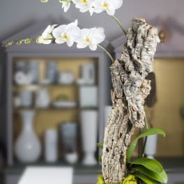 White orchid blooms on a bark-mounted plant in a black pot
