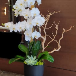 White orchid arrangement in a black pot with driftwood accents