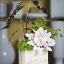 White orchids in a birch bark container with tall dark leaves