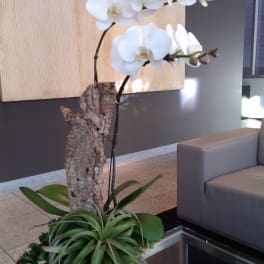 White orchid plant in a pot with a tall bark support