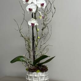 Tall white orchid plant with pink centers and succulents in a silver textured pot.
