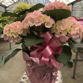 Pink and pale green hydrangeas in a wrapped pot with a pink ribbon