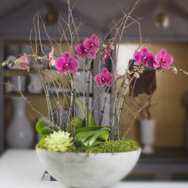 Pink orchids in a white bowl planter with moss and a small succulent