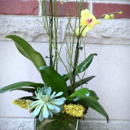 Yellow orchids in a glass vase with a succulent accent