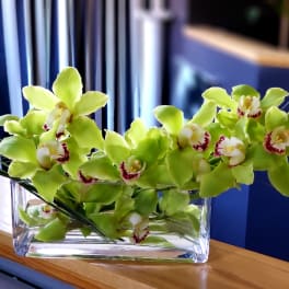 Green orchids arranged in a clear glass vase