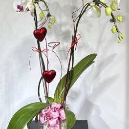 White orchid plant in a pot with pink ribbon and red heart ornaments