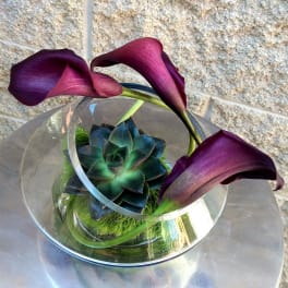 Purple calla lilies around a succulent in a clear glass bowl