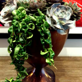 Succulent arrangement in a brown pedestal vase with trailing greenery